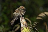 Swallow-tailed Nightjar